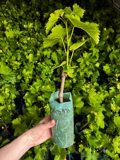 Виноград "АРМАНИ" среднеранний